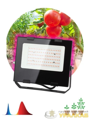 Прожектор светодиодный для растений FITO-50W-RB-LED 50Вт IP65 для цветения и плодоношения красно-синего спектра ЭРА 